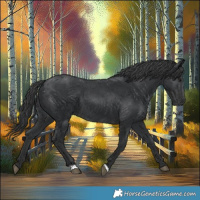 Horse Color:Black 