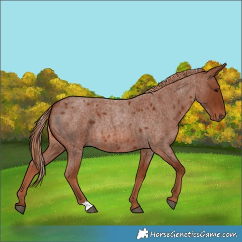 Horse Color:Red Roan
