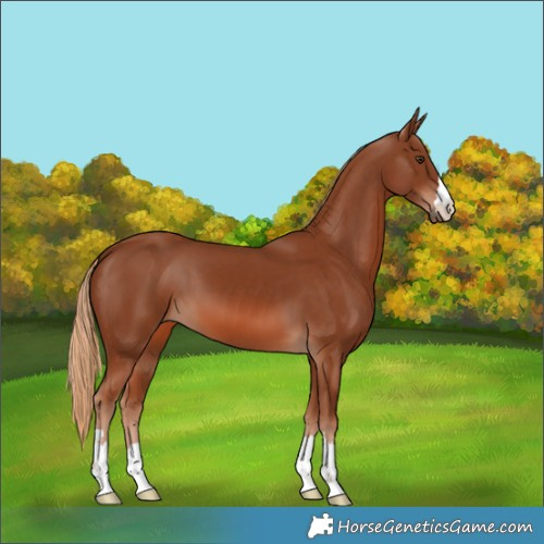 Horse Color:Chestnut 