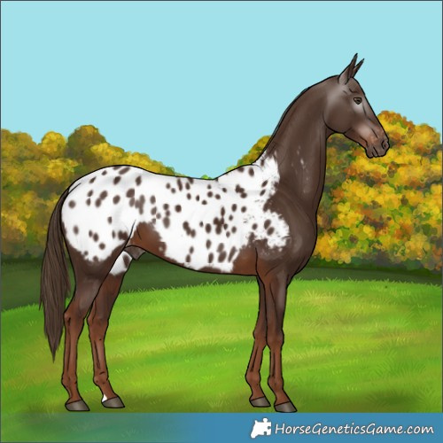 Horse Color:Gray Chestnut Appaloosa