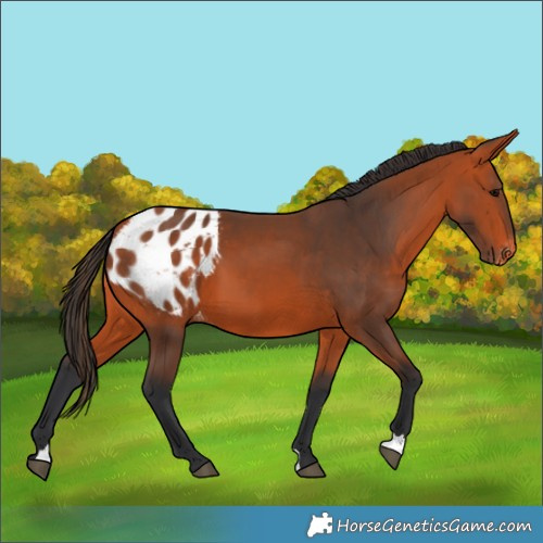 Horse Color:Bay Appaloosa