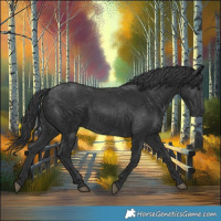 Horse Color:Black 
