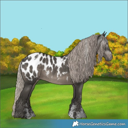 Horse Color:Powder White Gray Silver Black Appaloosa 