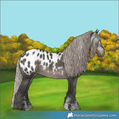 Horse Color:Powder White Gray Silver Black Appaloosa 