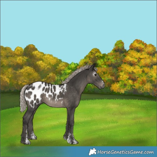 Horse Color:Powder White Gray Silver Black Appaloosa 
