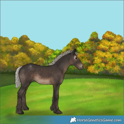 Horse Color:Gray Silver Black Appaloosa 