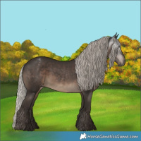 Horse Color:Gray Silver Black Appaloosa 