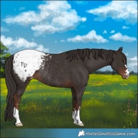 Horse Color:Liver Chestnut Snowcap Rabicano 