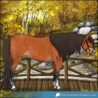 Horse Color:Bay Sabino Rabicano and Bay Sabino Rabicano