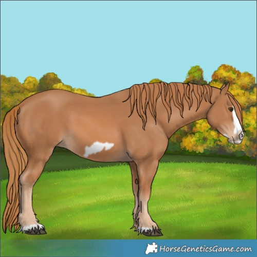 Horse Color:Unknown 