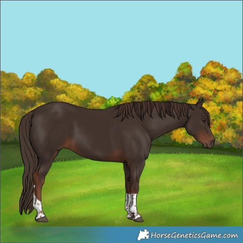 Horse Color:Liver Chestnut Tobiano 