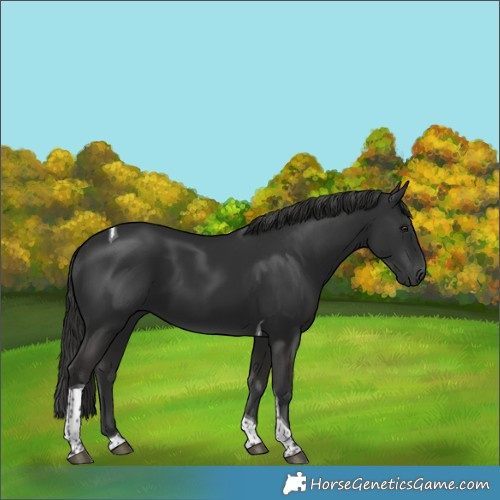 Horse Color:Liver Chestnut Tobiano 