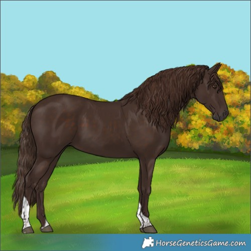 Horse Color:Liver Chestnut Tobiano 