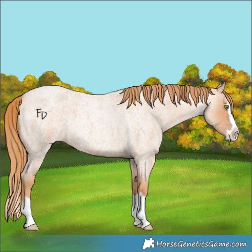 Horse Color:Gold Champagne Roan Splash 