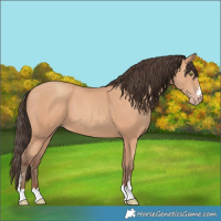 Horse Color:Amber Champagne 
