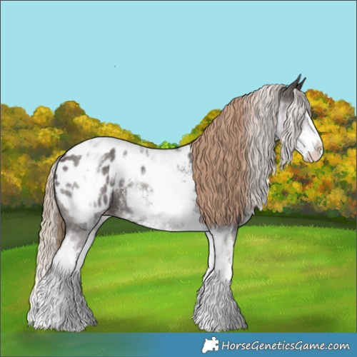 Horse Color:White Spotted Liver Chestnut Sabino Splash Appaloosa 