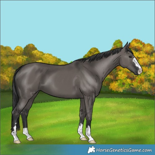 Horse Color:Grullo 