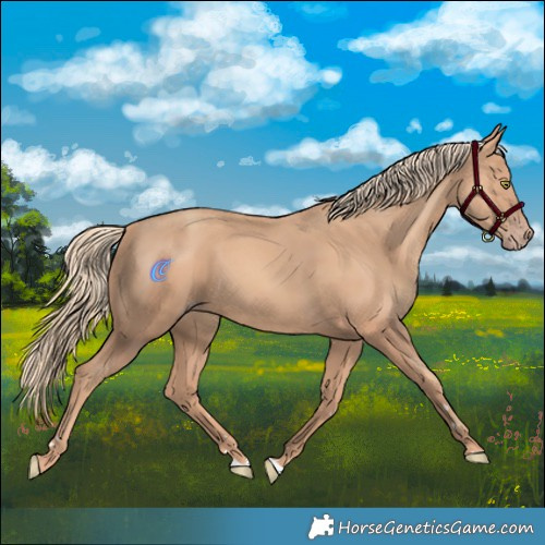 Horse Color:Gold Champagne
