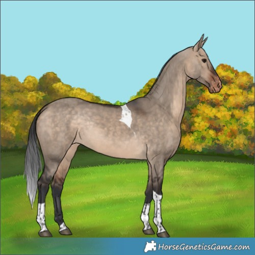 Horse Color:Bay Dun Tobiano Appaloosa Rabicano
