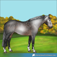 Horse Color:Gray Brown
