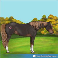 Horse Color:Liver Chestnut Tobiano 