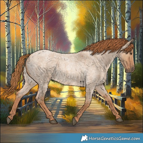 Horse Color:Red Dun Roan 