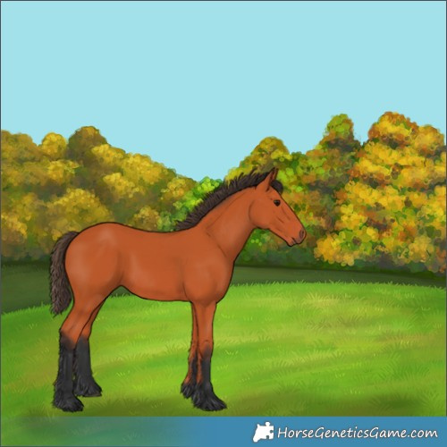 Horse Color:Bay 