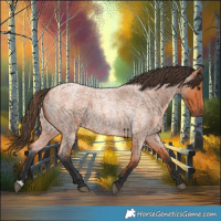 Horse Color:Bay Roan