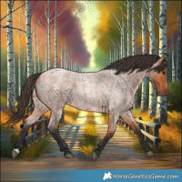 Horse Color:Bay Roan 