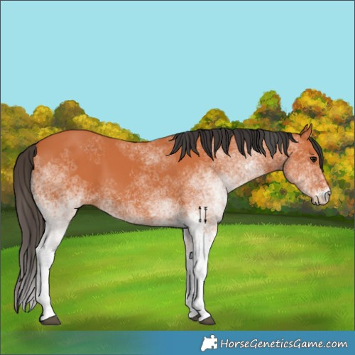 Horse Color:White Spotted Bay 