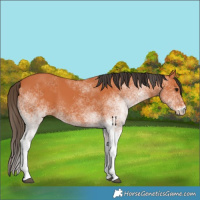 Horse Color:White Spotted Bay 