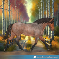 Horse Color:Bay Roan 