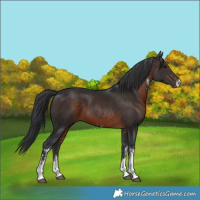 Horse Color:White Spotted Brown 
