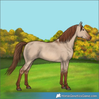 Horse Color:Red Dun Rabicano 