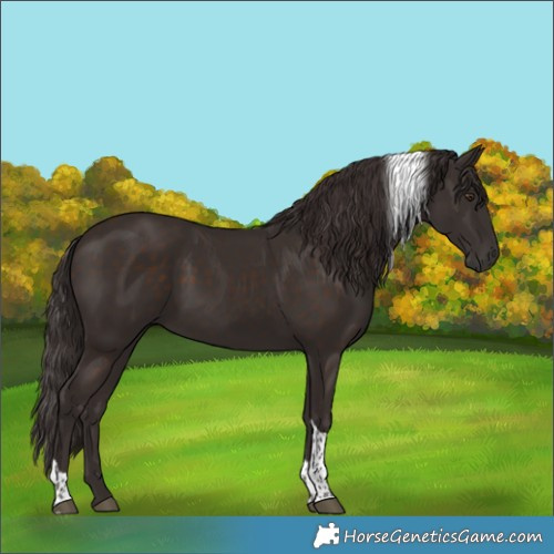 Horse Color:Liver Chestnut Tobiano
