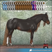 Horse Color:Liver Chestnut Tobiano Rabicano 