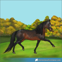 Horse Color:Gray Brown 
