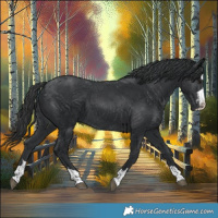 Horse Color:Black 