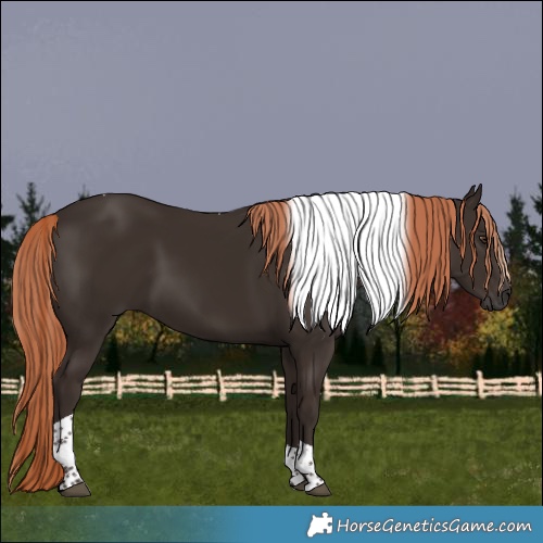 Horse Color:Liver Chestnut Tobiano 