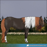 Horse Color:Liver Chestnut Tobiano 