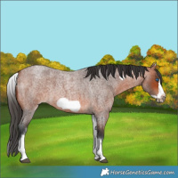 Horse Color:White Spotted Brown Roan Frame 