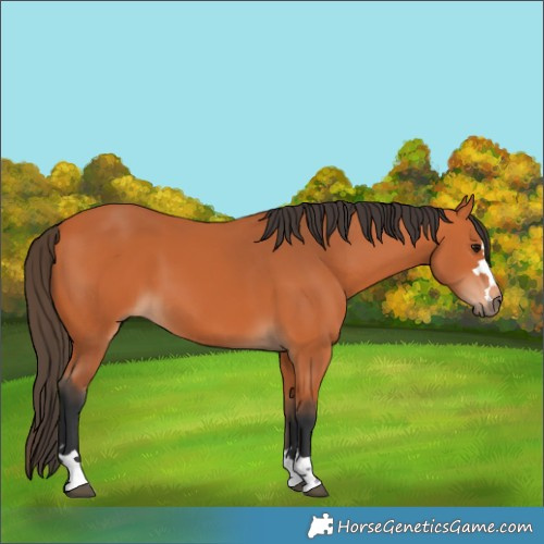 Horse Color:Bay 