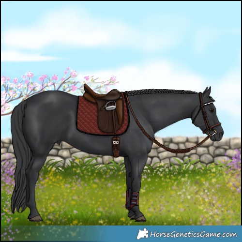Horse Color:Black 