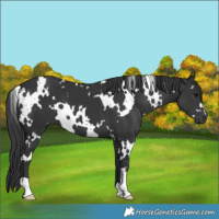 Horse Color:White Spotted Black 