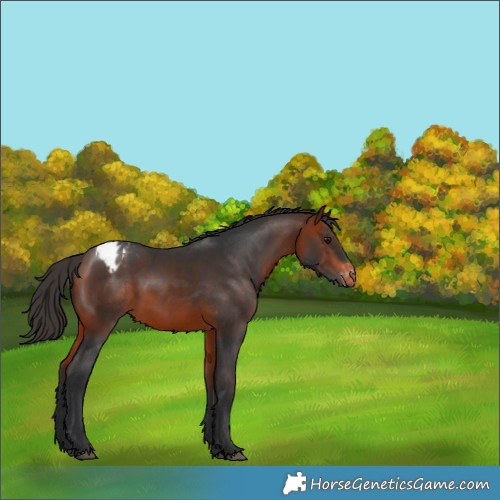 Horse Color:Brown Appaloosa