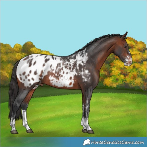 Horse Color:Brown Sabino Appaloosa Rabicano
