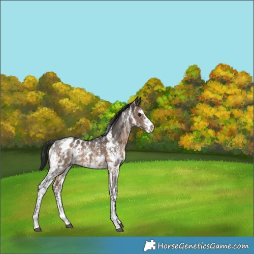 Horse Color:Brown Dun Sabino Appaloosa