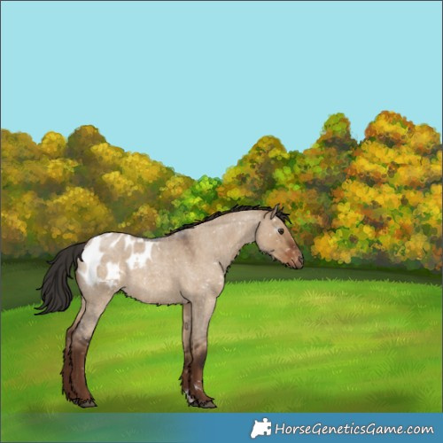 Horse Color:Gray Liver Red Dun Roan Appaloosa 