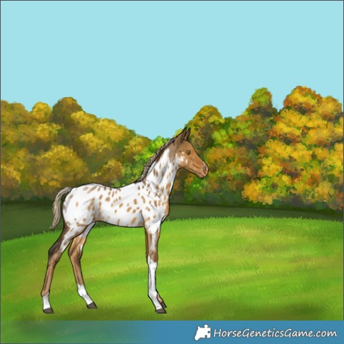 Horse Color:Chocolate Palomino Dun Tobiano Appaloosa