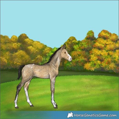 Horse Color:White Spotted Buckskin Dun Appaloosa